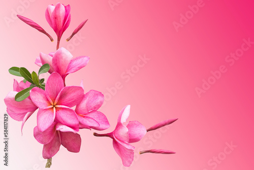 pink flowers frangipani local flora of asia arrangement flat lay postcard style on background pink
