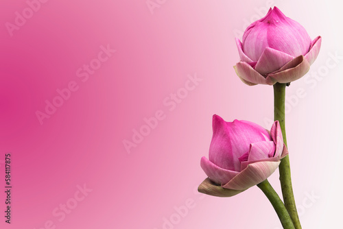 pink flowers lotus local flora of asia arrangement flat lay postcard style on background pink