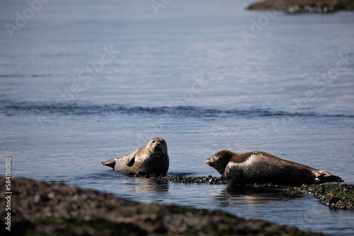 Harbor Seal or Common Seal, Phoca vitulina, in British Columbia Canada hauled out on rocks, Cabbage Island, Gulf Islands, Canada