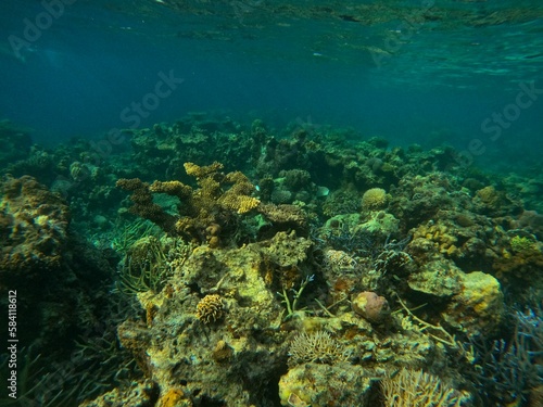 Fototapeta Naklejka Na Ścianę i Meble -  Idyllic shot of a coral reef in Coron, Palawan in the Philippines.