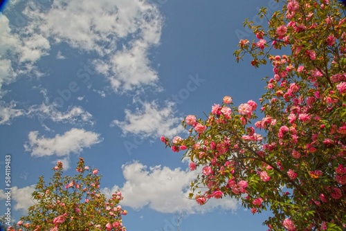 flowers and sky