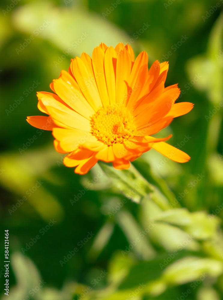 Beautiful orange flower in nature. Close-up. Beautiful orange flower in nature. Close-up.
