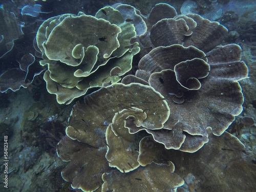 A cabbage coral in Coron, Palawan in the Philippines surrounded by a few fish.