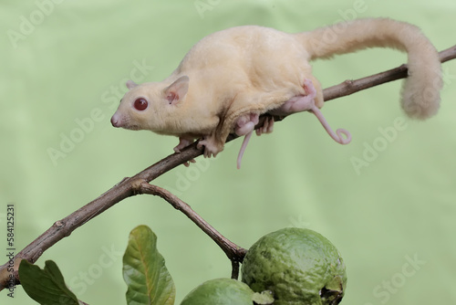 Fototapeta Naklejka Na Ścianę i Meble -  A mother sugar glider was looking for food in the guava fruit collection while holding two babies in her stomach pouch. This mammal has the scientific name Petaurus breviceps.