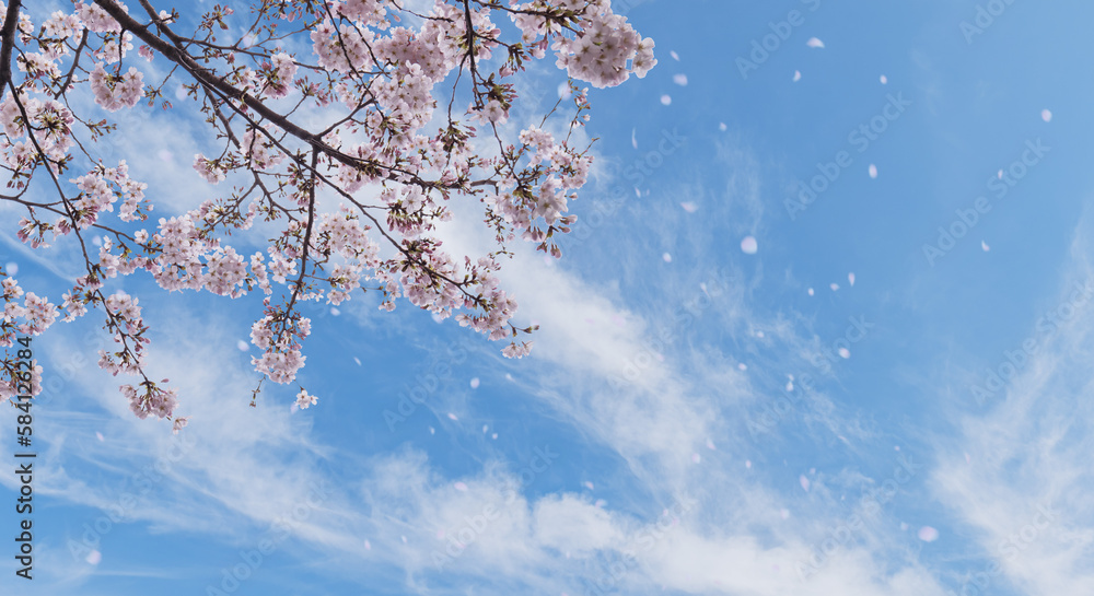 春の空を望み見上げる満開の桜と空雲の背景 新年度・入学・入社・入園・卒業のイメージ 花びら舞う桜吹雪 春の空を望み見上げる満開の桜と空雲の背景 新年度・入学・入社・入園・卒業のイメージ 花びら舞う桜吹雪