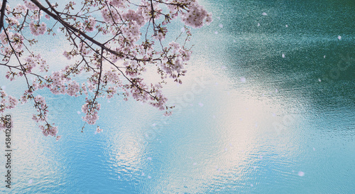 春の満開の桜と空雲を映す水面湖川の背景 新年度・入学・入社・入園・卒業のイメージ 桜吹雪花びら舞う