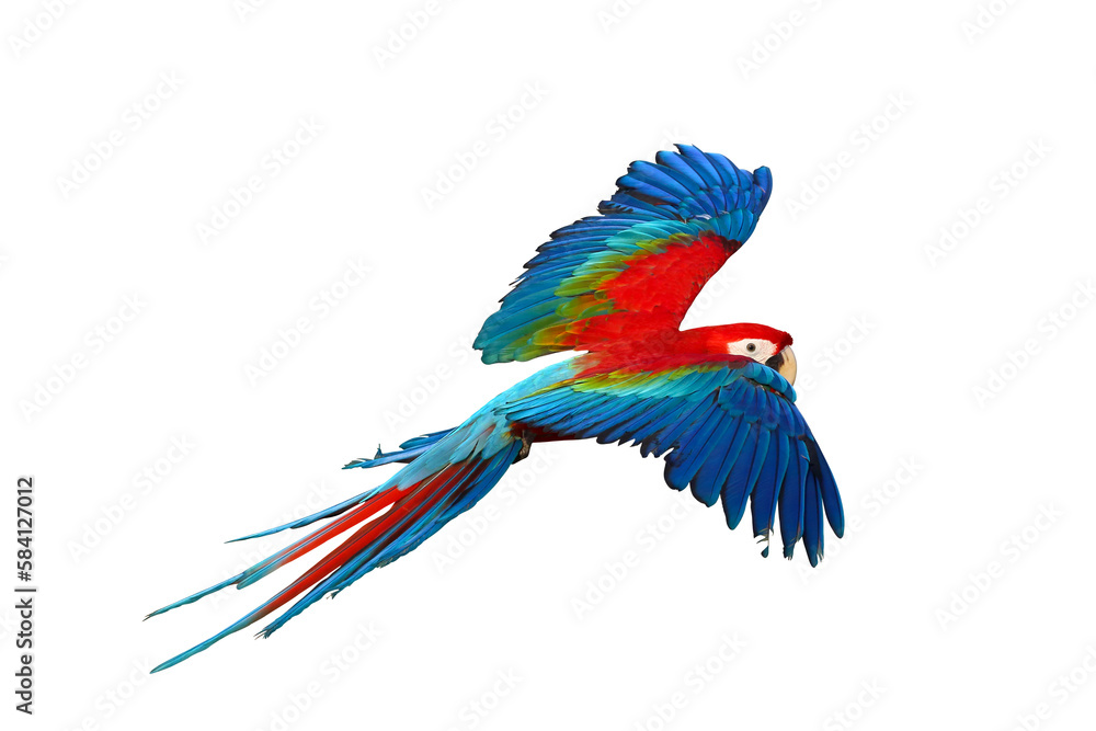 Colorful Green wing macaw flying isolated on transparent background.