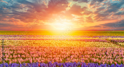 Beautiful hyacinth field with amazing sunset - Spring flowers