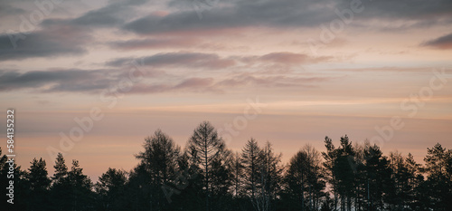 Forest and sky. Top branches against blue sky in woods.