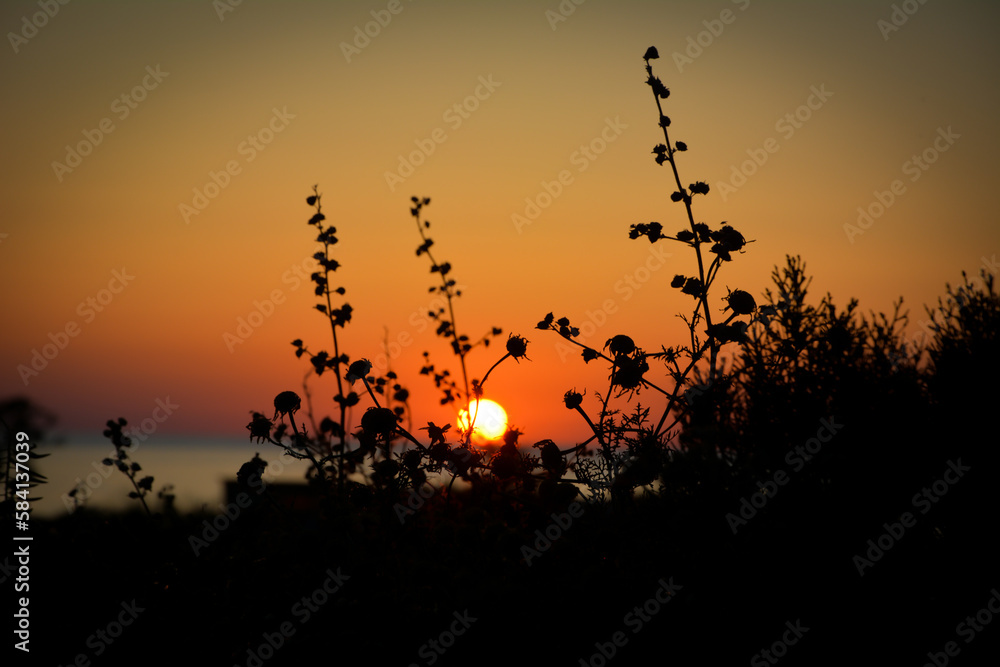 Sunset and plant silhouettes on the beach. Sunset and plant silhouettes on the beach.