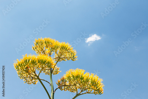 Yellow Maguey Botton Flower with shinny blue sky background photo