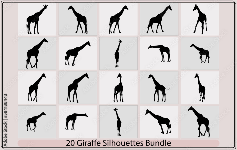 A giraffe animal silhouette set,set of fine giraffe silhouettes - black outlines on white,Giraffe vector