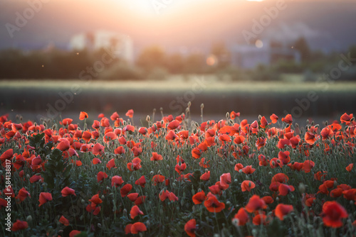 Quadro su tela Beautiful field of red poppies in the sunset light.