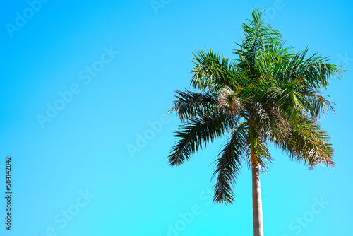 crown of a palm tree  photo with blue background.