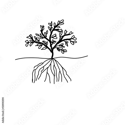 Mangroves 