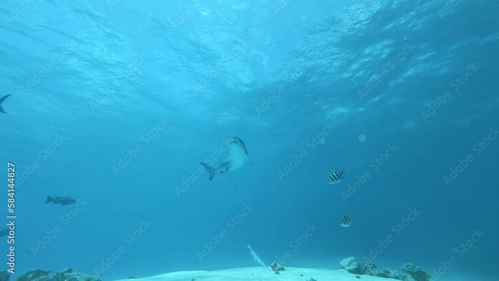 Tiger Shark - Tiger Hai Tiger Shark - Tiger Hai