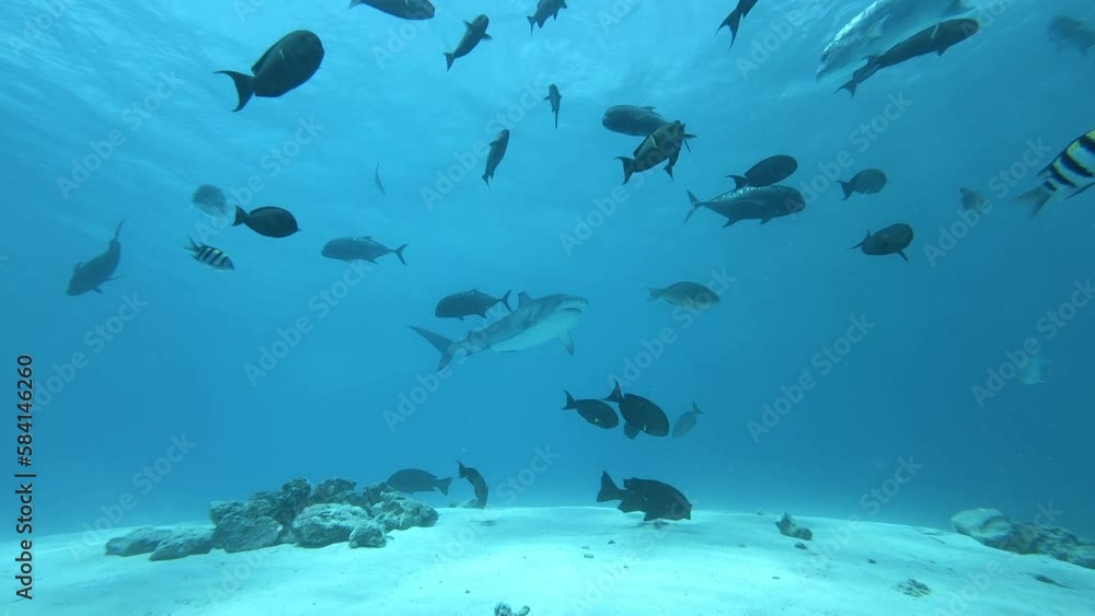 Tiger Shark - Tiger Hai Tiger Shark - Tiger Hai