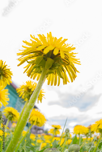 Beautiful yellow dandelions bloomed in summer in a clearing.
