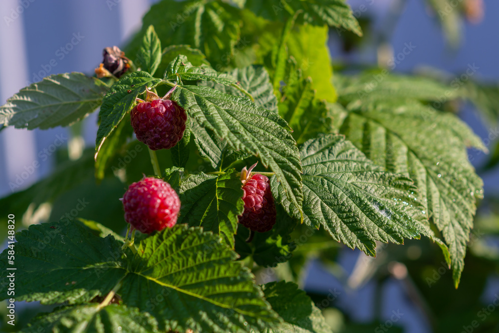 Berries. Fresh delicious delicious healthy fragrant varietal raspberries. Healthy eating. Berries. Fresh delicious delicious healthy fragrant varietal raspberries. Healthy eating.