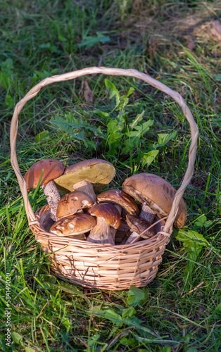 Mushrooms. A full basket of fragrant edible mushrooms that were collected in the forest.