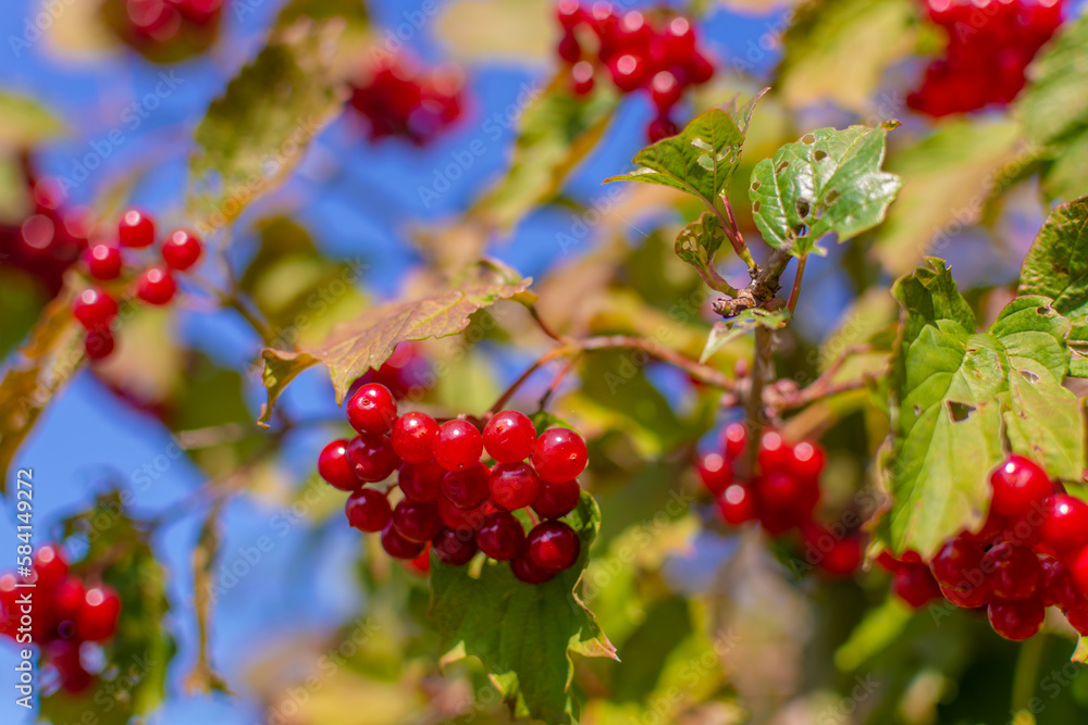 Berries. Fresh appetizing delicious healthy aromatic varietal viburnum. Healthy eating. Berries. Fresh appetizing delicious healthy aromatic varietal viburnum. Healthy eating.