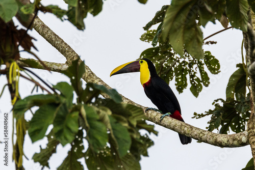 Black mandibled Toucan
