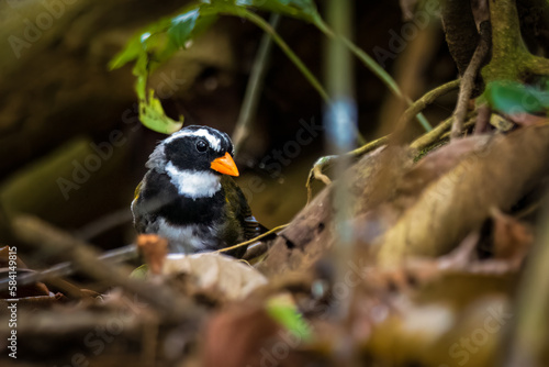 Orange billed Sparrow © Sascha