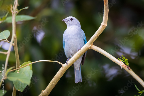 Blue grey Tanager