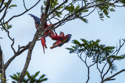 Red Macaw Ara