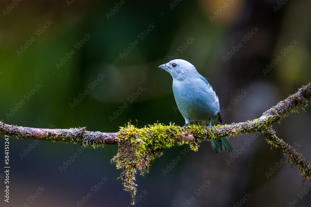 Fototapeta premium Blue grey Tanager