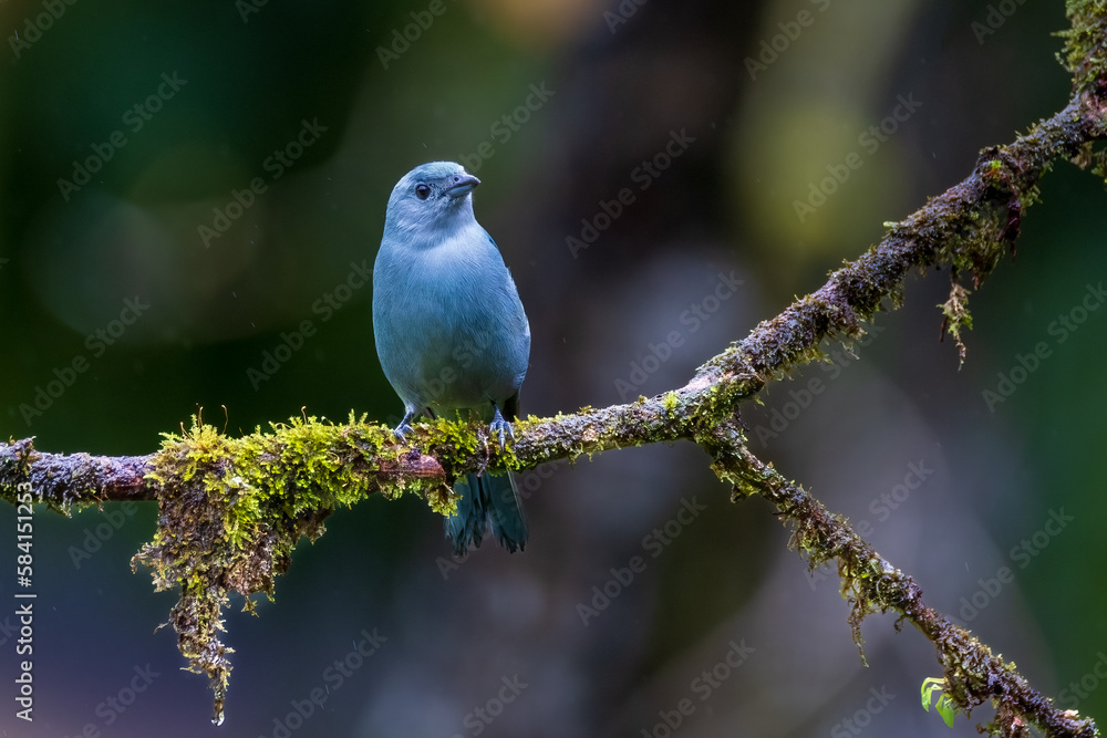 Blue grey Tanager