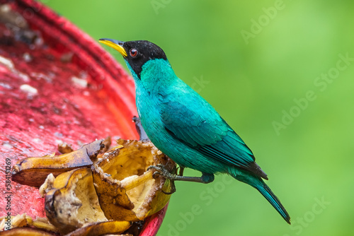 Green Honeycreeper