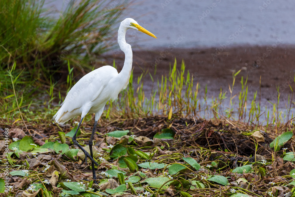 Fototapeta premium Great Egret