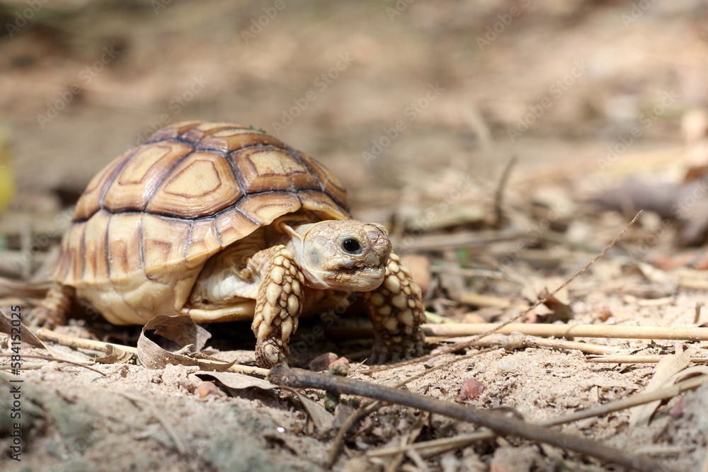 African Sulcata Tortoise Natural Habitat,Close up African spurred tortoise resting in the garden, Slow life ,Africa spurred tortoise sunbathe on ground with his protective shell ,Beautiful Tortoise
African Sulcata Tortoise Natural Habitat,Close up African spurred tortoise resting in the garden, Slow life ,Africa spurred tortoise sunbathe on ground with his protective shell ,Beautiful Tortoise