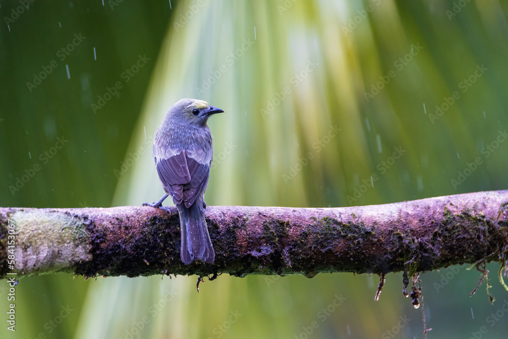 Naklejka premium Palm Tanager