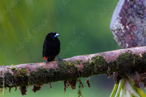 Scarlet Rumped Tanager photo