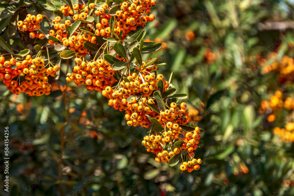 Ripe orange berries of Pyracantha Firethorns on the blurred background