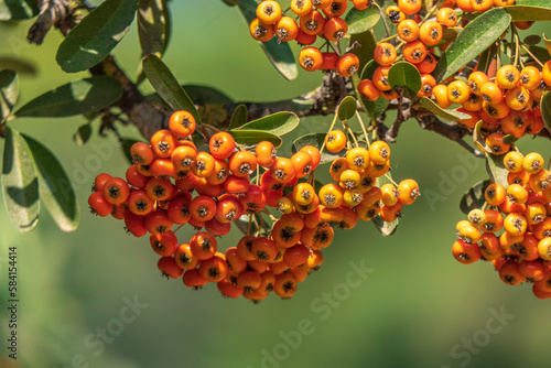 Ripe orange berries of Pyracantha Firethorns on the blurred background