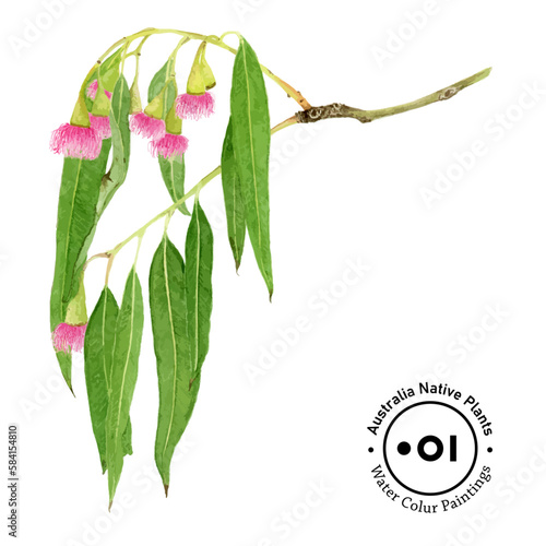 Red Flowering Gum, Australian Native Plants, water color, Pink Gum
