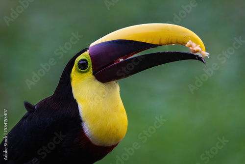 Keel Blled Toucan