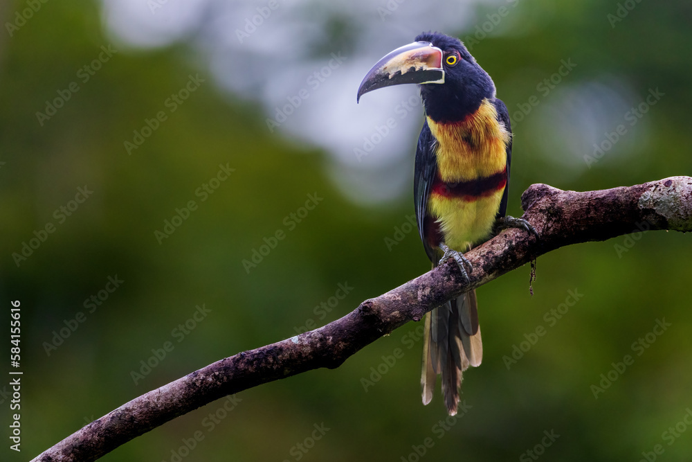 Obraz premium Collared Aracari