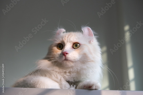 Fotografía A cream-colored American Curl cat is lying on the refrigerator and looking out of the house
