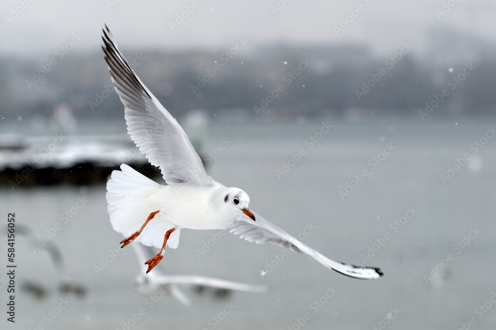 Fototapeta premium Mouette en vol un jour d'hiver