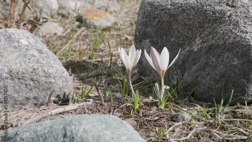snowdrops in early spring in the mountains. flora. The awakening of nature after winter. two purple and white snowdrops swaying in the wind