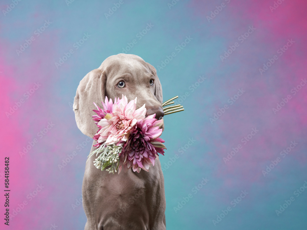 Foto Weimaraner puppy on a colored background