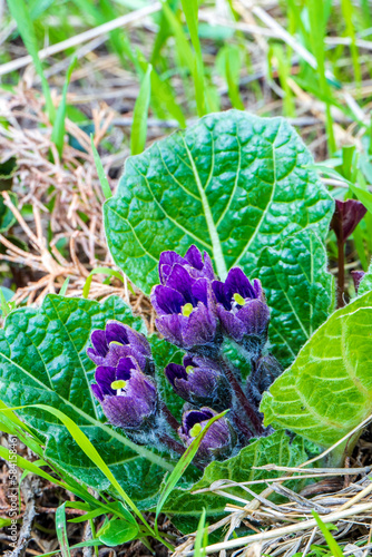 Purple Mandragora flowers among green leaves close-up on a blurred background. Autumn mandrake