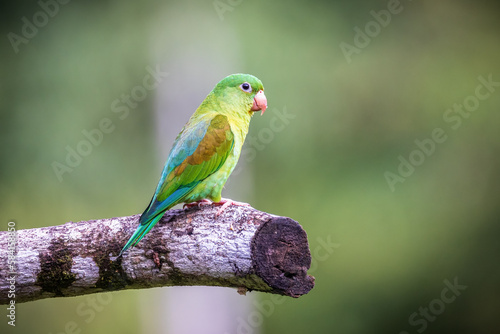 Orange Cheeked Parakeet Bird