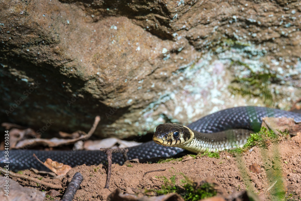 Obraz premium Grass snakes bask in the sun