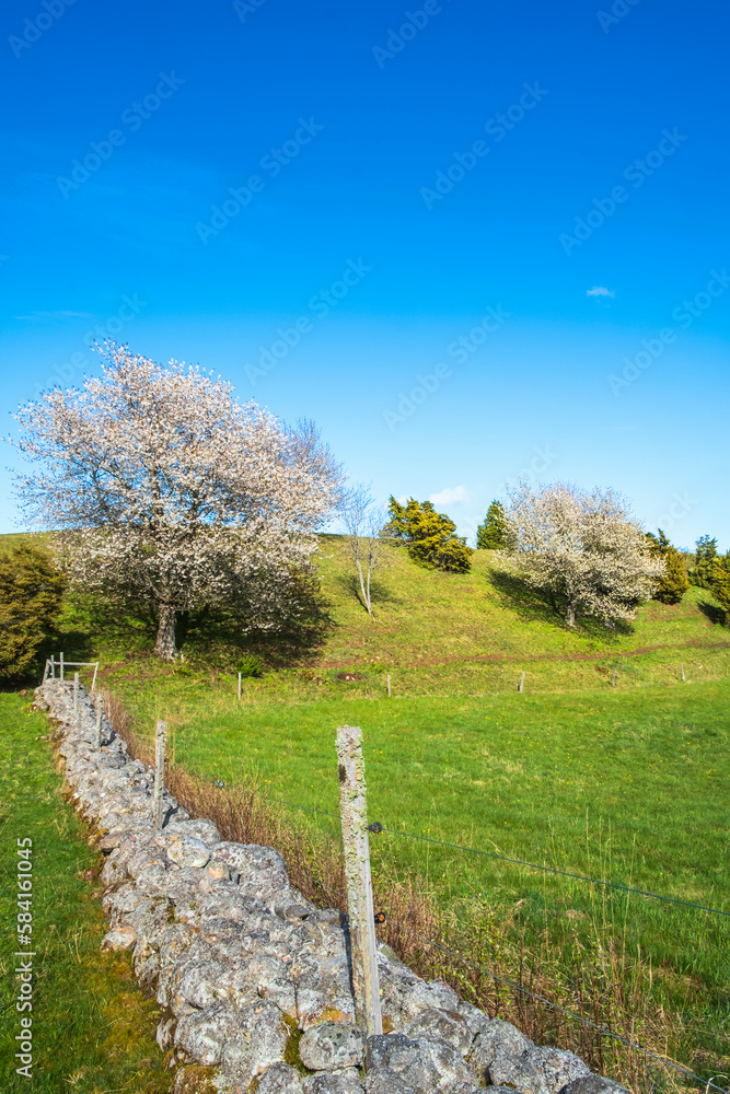 Ridge with flowering fruit trees and an old stone wall