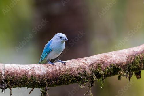 Blue greay Tanager